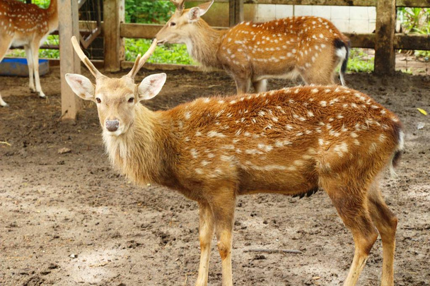 Deer in zoo with nature - Photo, Image