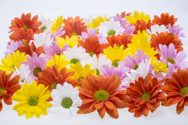 das Hintergrundbild der bunten Chrysanthemenblumen - Foto, Bild