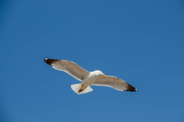 Jeden Racek letící v modré nebe - Fotografie, Obrázek