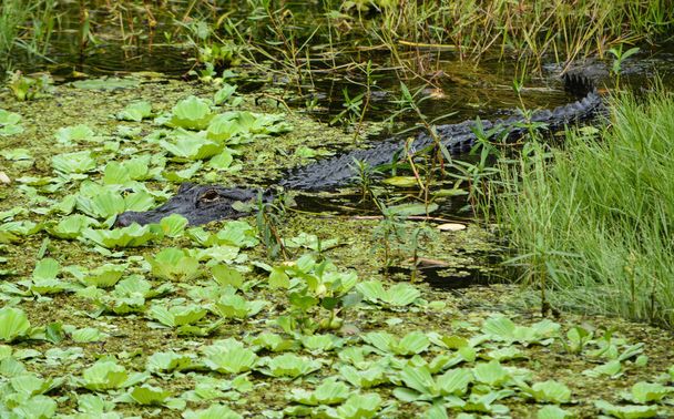 Un caimán americano (alligator mississippiensis) en las almohadillas de la lilly en Largo, Florida
 - Foto, Imagen