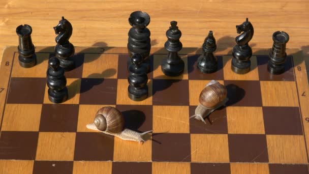 Two garden  snails on old wooden chessboard playing in chess - Footage, Video