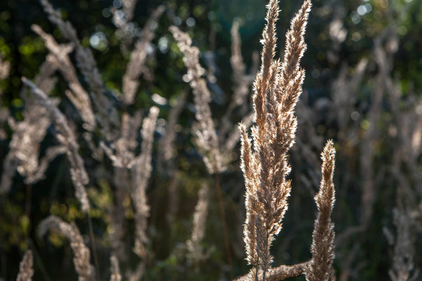 Shiny dry grass in sun backlight. Nature background. - Photo, Image