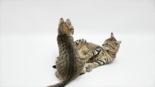Two cats fight each other on a white background,slow motion - Záběry, video