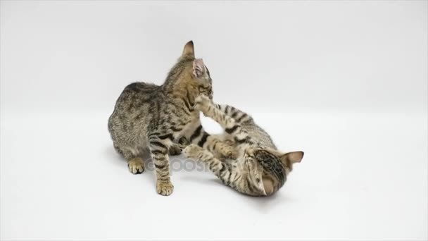 Two cats fight each other on a white background,slow motion - Video