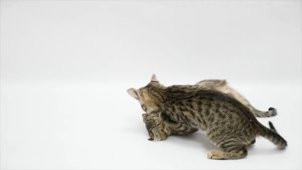 Two cats fight each other on a white background,slow motion - Video, Çekim