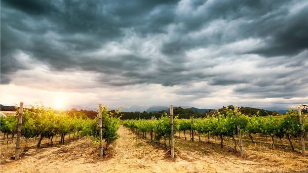 Beautiful vineyard landscape - Foto, imagen