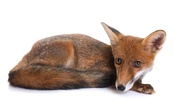 mladí red fox - Fotografie, Obrázek