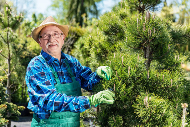 Jardinier sénior coupant un arbre dans un jardin
. - Photo, image