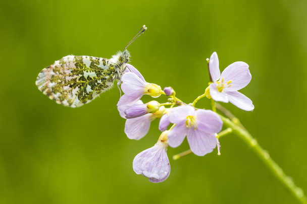Orange tip butterfly - Photo, Image