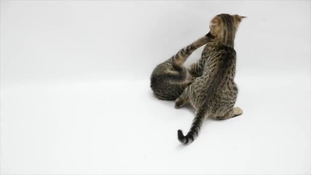 Two cats fight each other on a white background,slow motion - Πλάνα, βίντεο