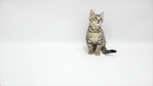 Cat look up on a white background - Felvétel, videó
