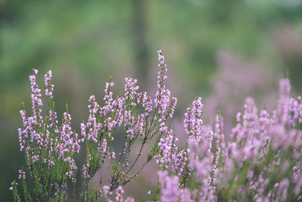 Orman heather çiçek ve bahar - vintage film loo çiçekleri - Fotoğraf, Görsel