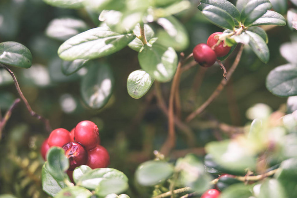 Ripe red lingonberry, partridgeberry, or cowberry grows in pine  - Φωτογραφία, εικόνα