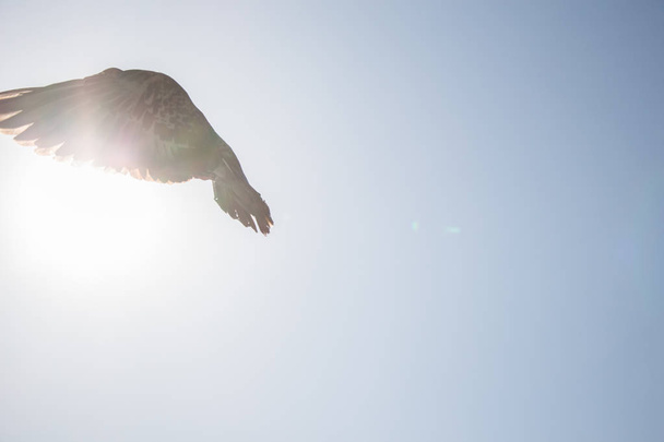 Летящий в воздухе одинокий голубь
  - Фото, изображение