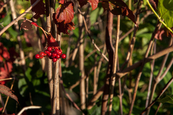 Φωτεινά κόκκινα μούρα guelder τριαντάφυλλο ή Viburnum opulus Μπους - Φωτογραφία, εικόνα