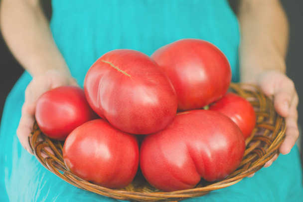 Woman holding a basket on her knees with very large tomatoes. Harvest concept - Photo, image