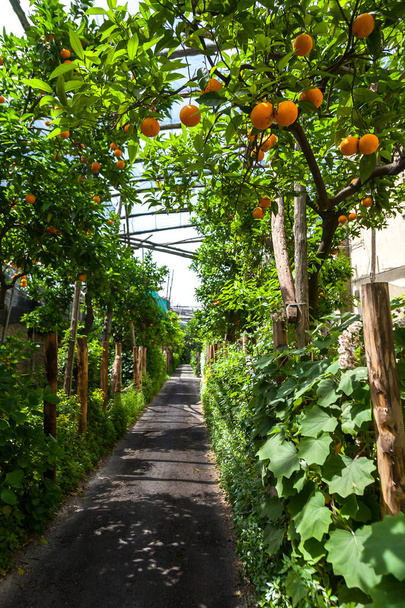 Orange garden in Capri - Photo, Image