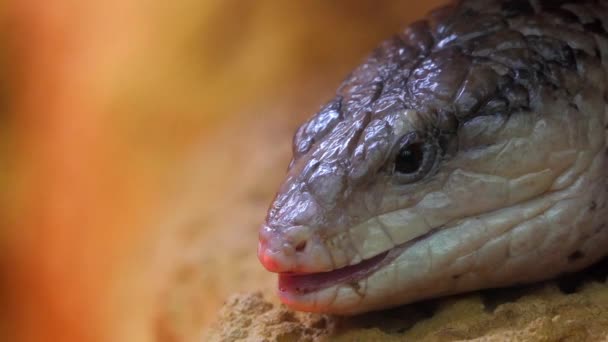 Blue-tongued skinks comprise the Australasian genus Tiliqua, which contains some of largest members of skink family (Scincidae). They are commonly called blue-tongued lizards in Australia. - Footage, Video