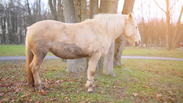 Palomino traje de caballo pastando en pastos. Palomino es un color de capa en caballos, que consiste en una capa de oro y melena blanca y cola
. - Imágenes, Vídeo