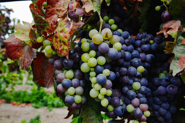 Podzimní barvy - červené vinné hrozny na písčitých vinice, Camargue, Pr - Fotografie, Obrázek