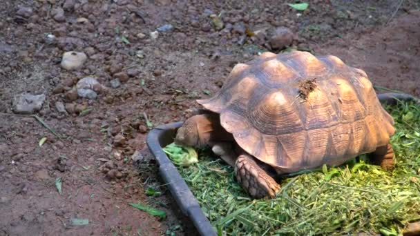 Μια μεγάλη χελώνα που τρώει φρέσκια φυτική πρωινή δόξα - Πλάνα, βίντεο