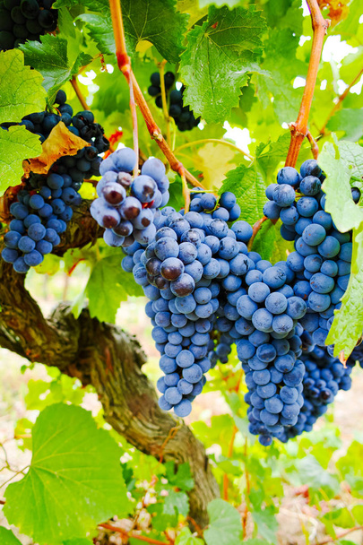 熟した赤ワイン ブドウを収穫する準備ができて - 写真・画像