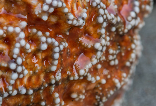 Detalle de Manchas blancas en estrella de mar naranja
 - Foto, Imagen