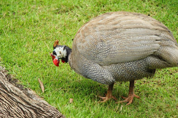 Guineafowl with the nature - Photo, Image