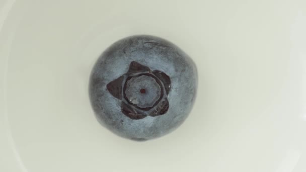 Sladký Blueberrie izolované na bílém pozadí - Záběry, video