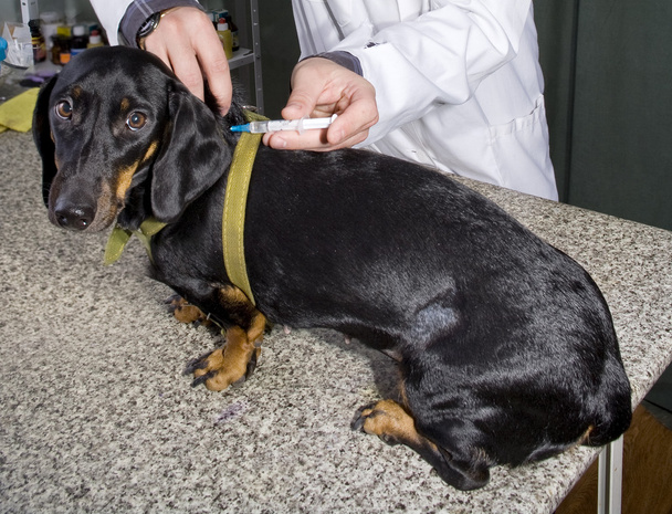 Ветеринар делает инъекцию таксе
 - Фото, изображение