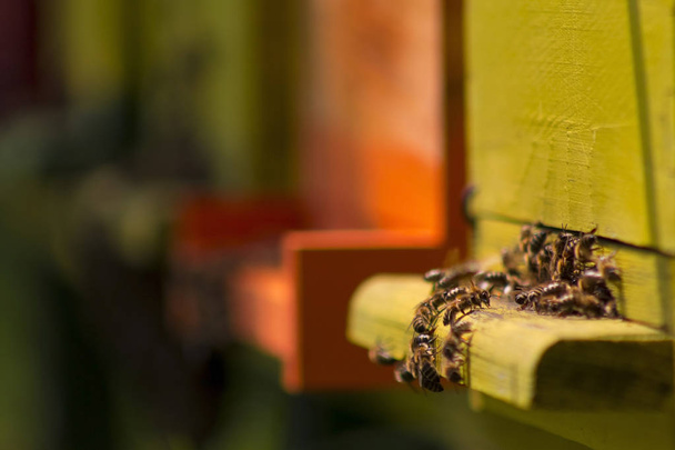 Arı kovanı - Fotoğraf, Görsel