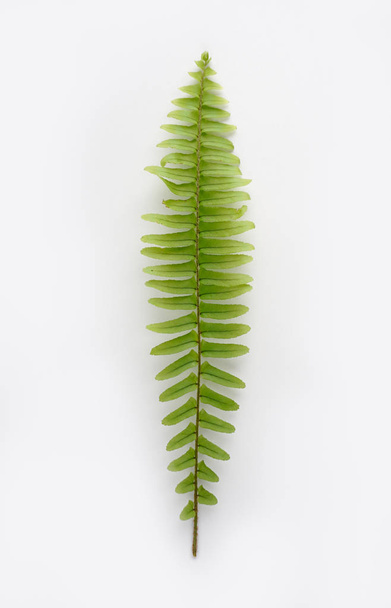 Zweig mit grünen Blättern isoliert auf weißem Hintergrund - Foto, Bild