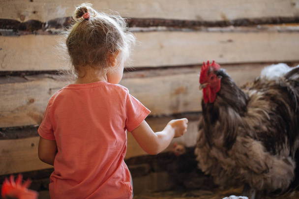 Child feeding chickens at hen house in countryside morning - 写真・画像