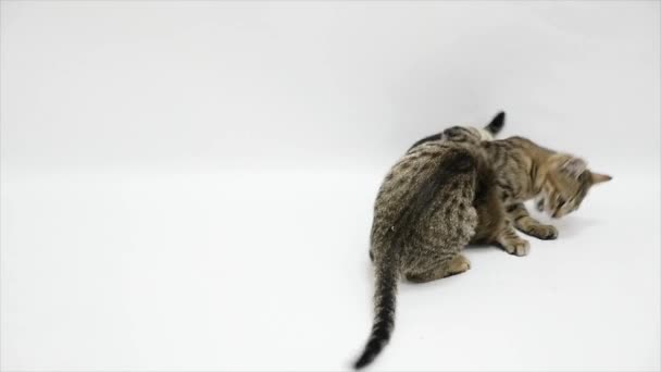Two cats fight each other on a white background,slow motion - Felvétel, videó