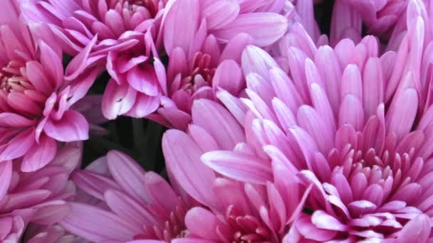 Beautiful chrysanthemum flowers. Closeup shot of blooming chrysanthemum flower. - Footage, Video