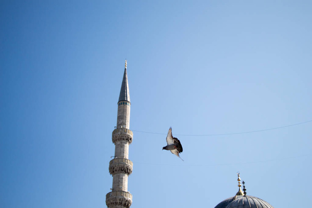 Голуб літає в повітрі
  - Фото, зображення