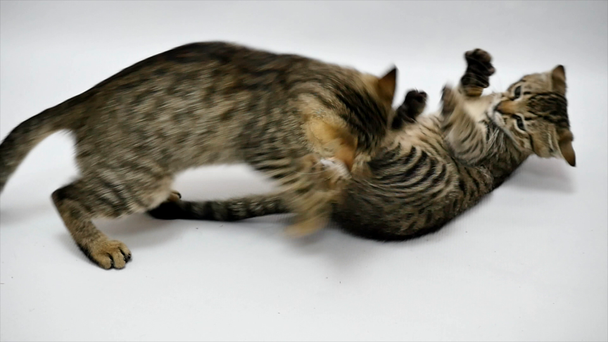 Dois gatos brincam um com o outro no fundo branco, câmera lenta
 - Filmagem, Vídeo