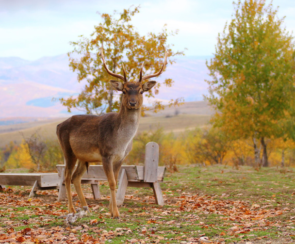 Deer buck in an enclousure - Photo, Image