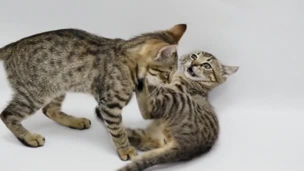 Two cats play with each other on white background - Imágenes, Vídeo