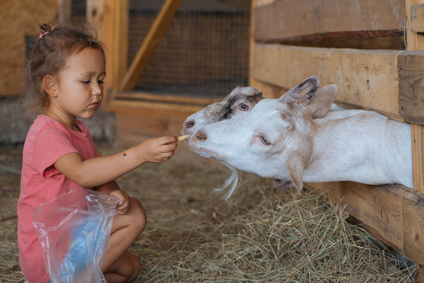 Little cute girl feeds white goat at goat farm. Little girl with goat - 写真・画像