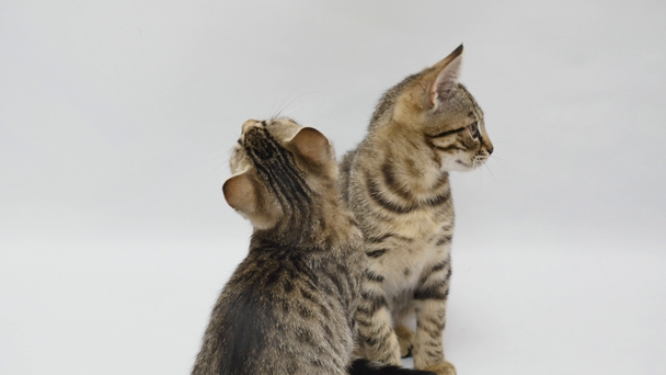 Two cats bounce on a white background - Video