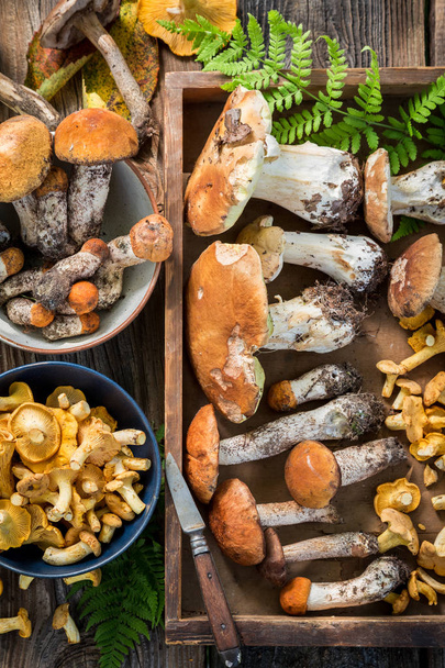 Various wild mushrooms straight from the forest - Φωτογραφία, εικόνα