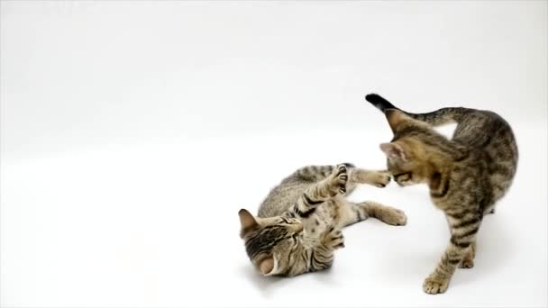 Two cats fight each other on a white background,slow motion - Imágenes, Vídeo