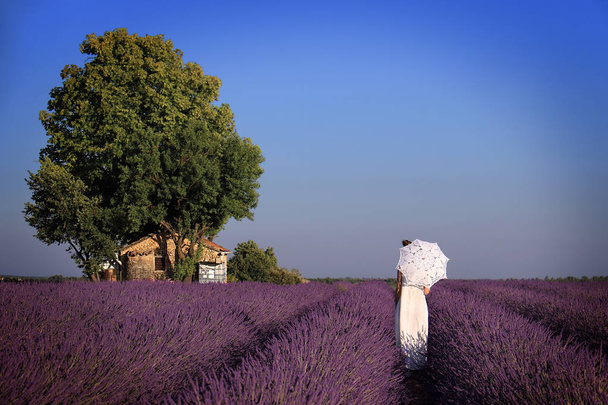 Walking Through Lavender - Foto, afbeelding