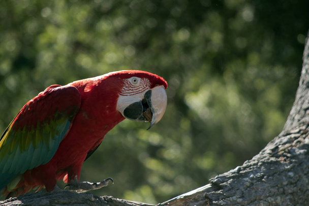 Scarlet Macaw lähikuva
 - Valokuva, kuva