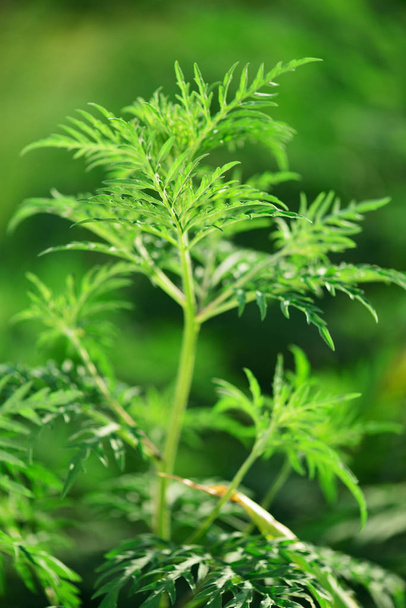 Ragweed-Ambrosia artemisiifolia, alergia
 - Foto, Imagen