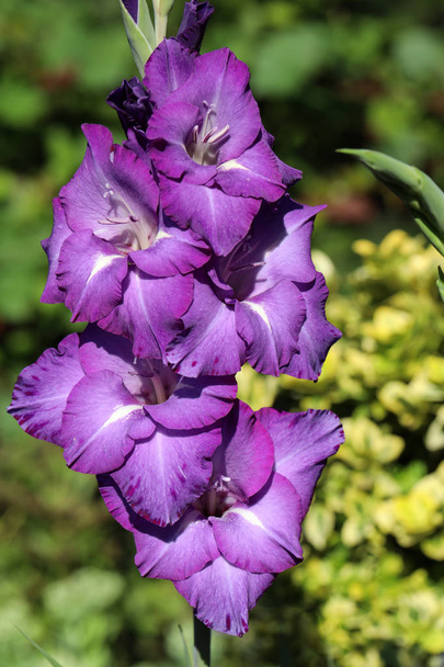 Head of gladiolus kukka kesäpuutarhassa - Valokuva, kuva