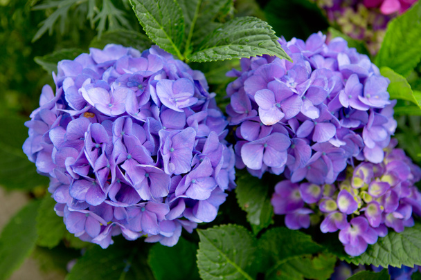 fond bleu hortensias
. - Photo, image