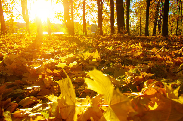  autumn trees on sun - Fotografie, Obrázek