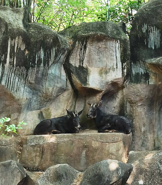 Két Sumantran széró ült a sziklán - Fotó, kép